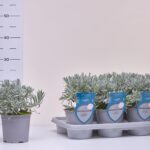 1LAVA LAVENDEL ANGUST.