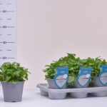 1MELI ZITRONENMELISSE