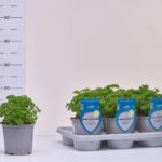 1PRE RI PETERSILIE KRAUS