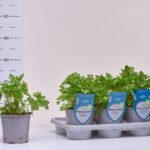 1PREZ LI PETERSILIE GLATT