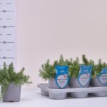 1ROSM PR ROSMARIN PROSTRATUS