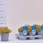 1TIMO CA THYMIAN CITR. AUREUS