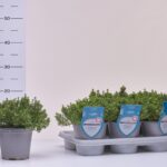 1TIMO-CI THYMIAN CITRIODORUS