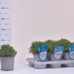 1TIMO FA THYMIAN FAUSTINII