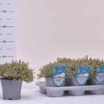 1TIMO14-SI THYMIAN SILVER QUEEN