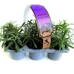 AR Tris LAVANDA STOECHAS