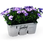 PF12BA- DIMO (lilla chiara)